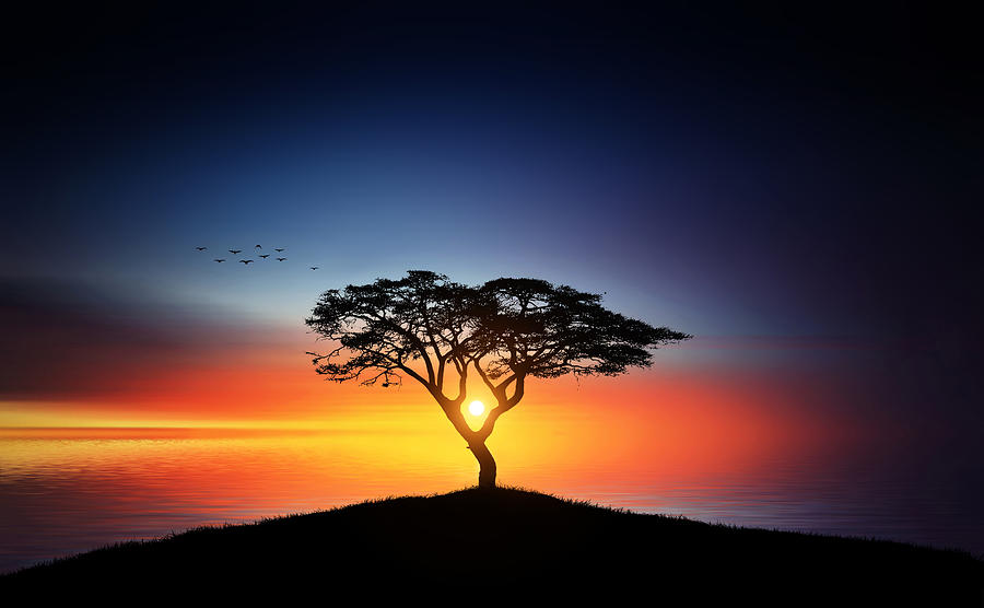 sunset-on-the-tree-bess-hamiti.jpg