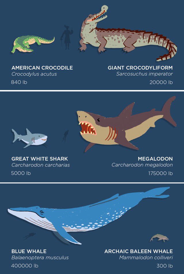 Extinct Animal of the Week: Sizes and Species