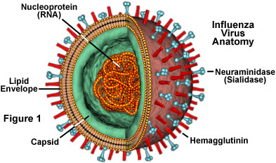 influenza2.jpg