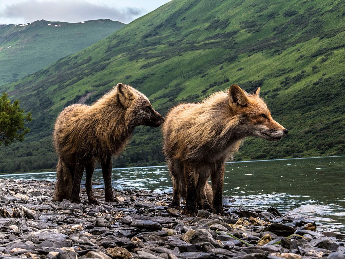 A pair of foxes in Kodiak.jpg