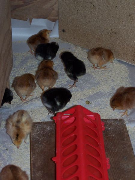 Chicks - learning to eat2 crop May 2018.jpg