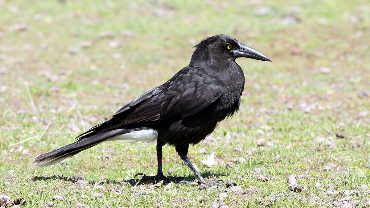 Aves Passeriformes Artamidae Strepera versicolor n2 Grey currawong Narawntapu 2017-11-01.jpg