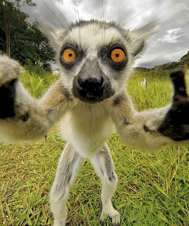 When Animals Take Selfies Steemit