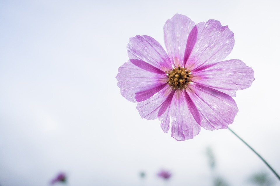 cosmos-flower-1712177_960_720.jpg