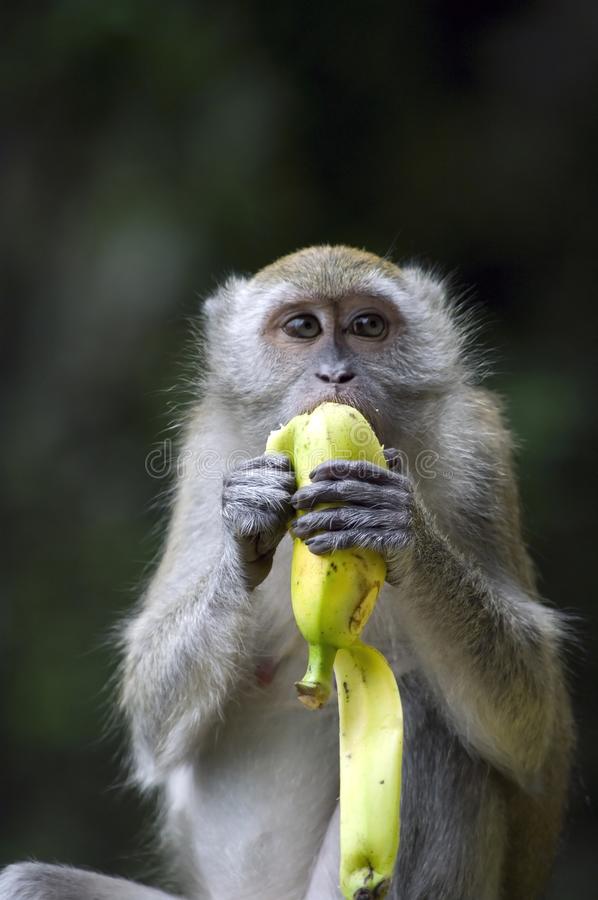 monkey-eating-banana-11079385.jpg