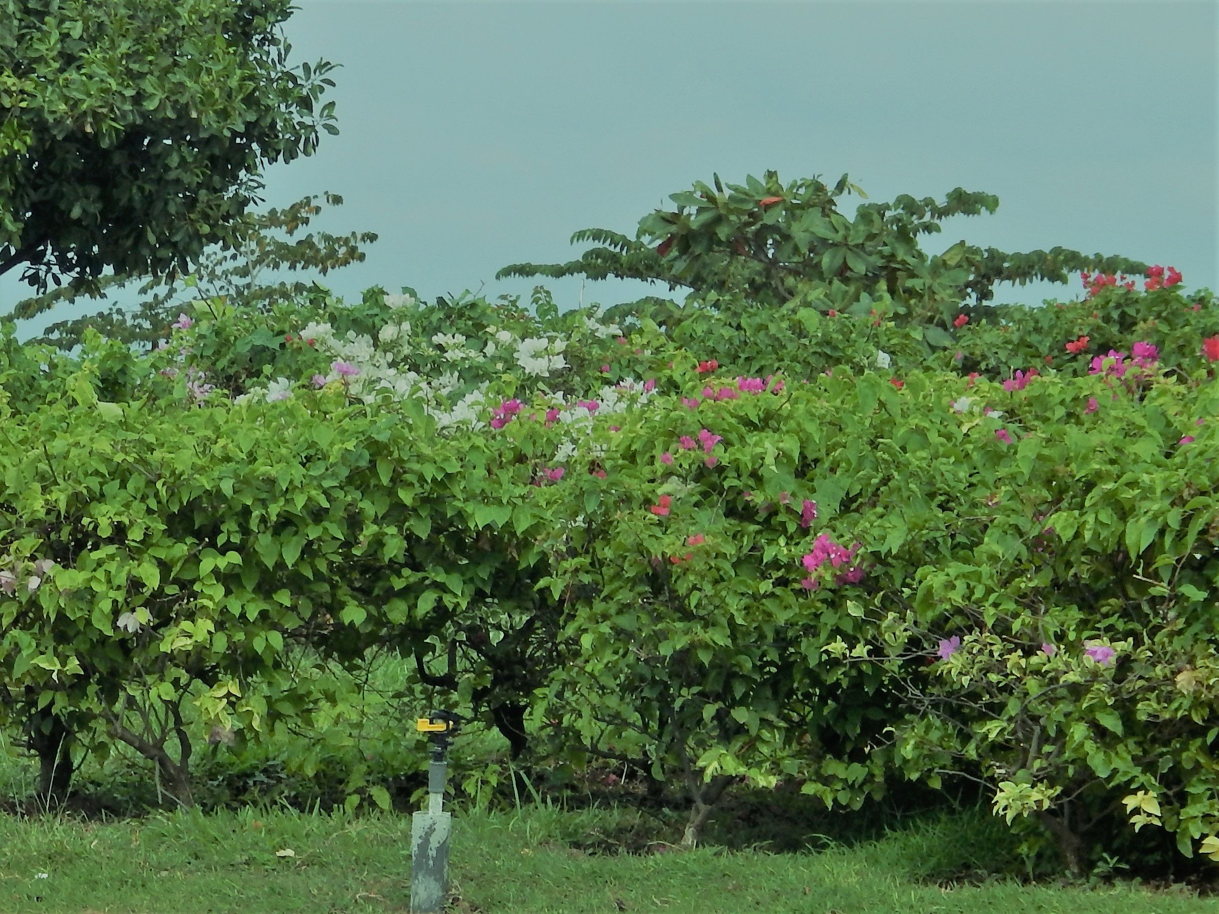 Bunga Kertas Yang Mempesona Bougainvillea Is Beautifully Steemit