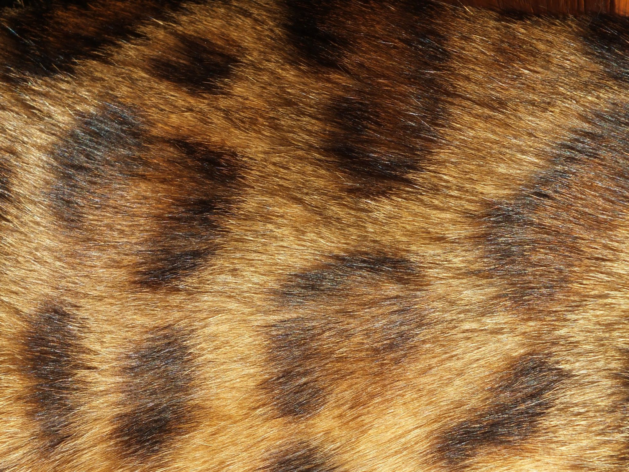 Шерстка. Кошачья шерсть. Текстура шерсти кошки. Кошачья шерсть текстура. Мех кота.