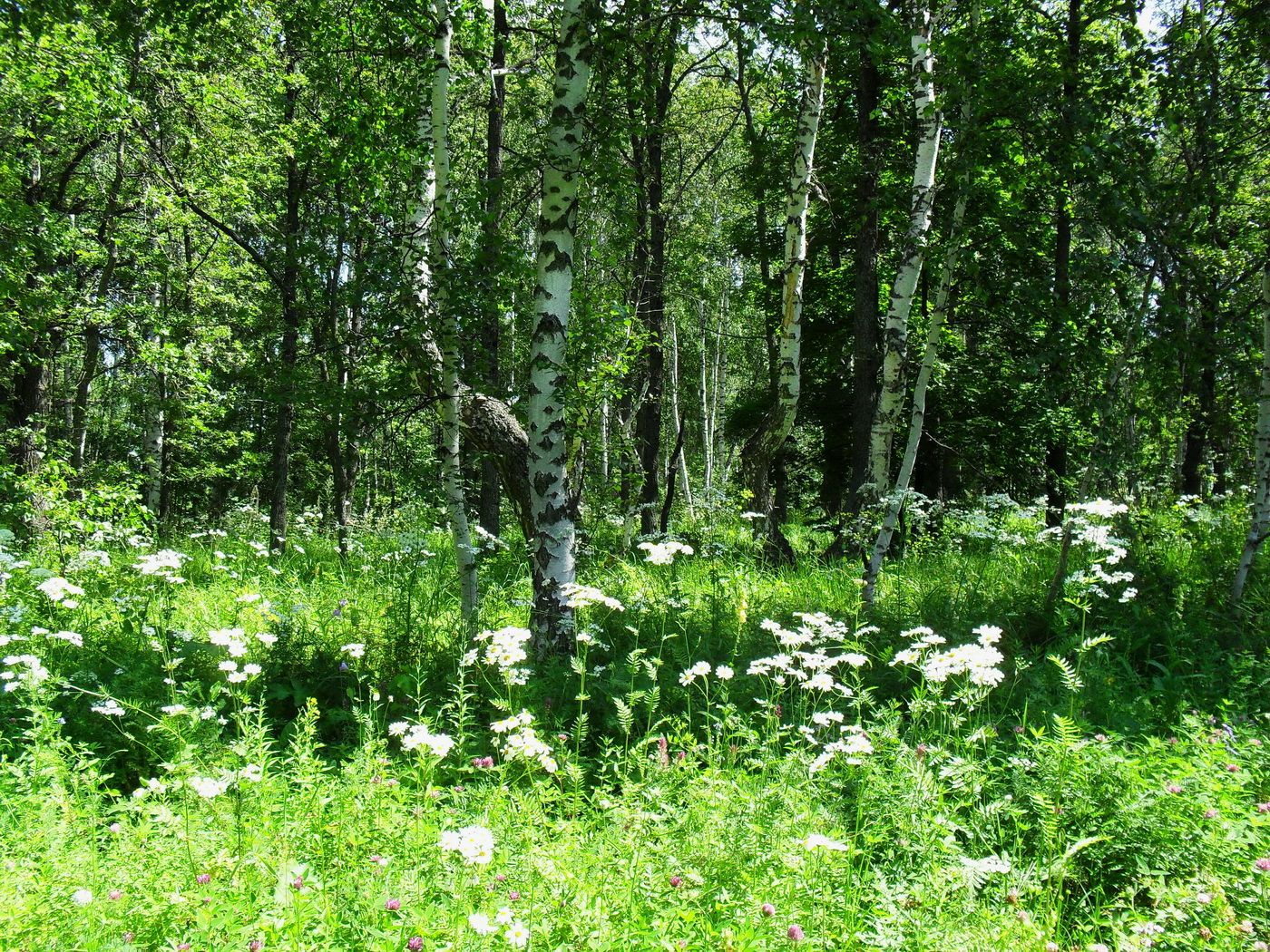 Forest near Berdyash.JPG