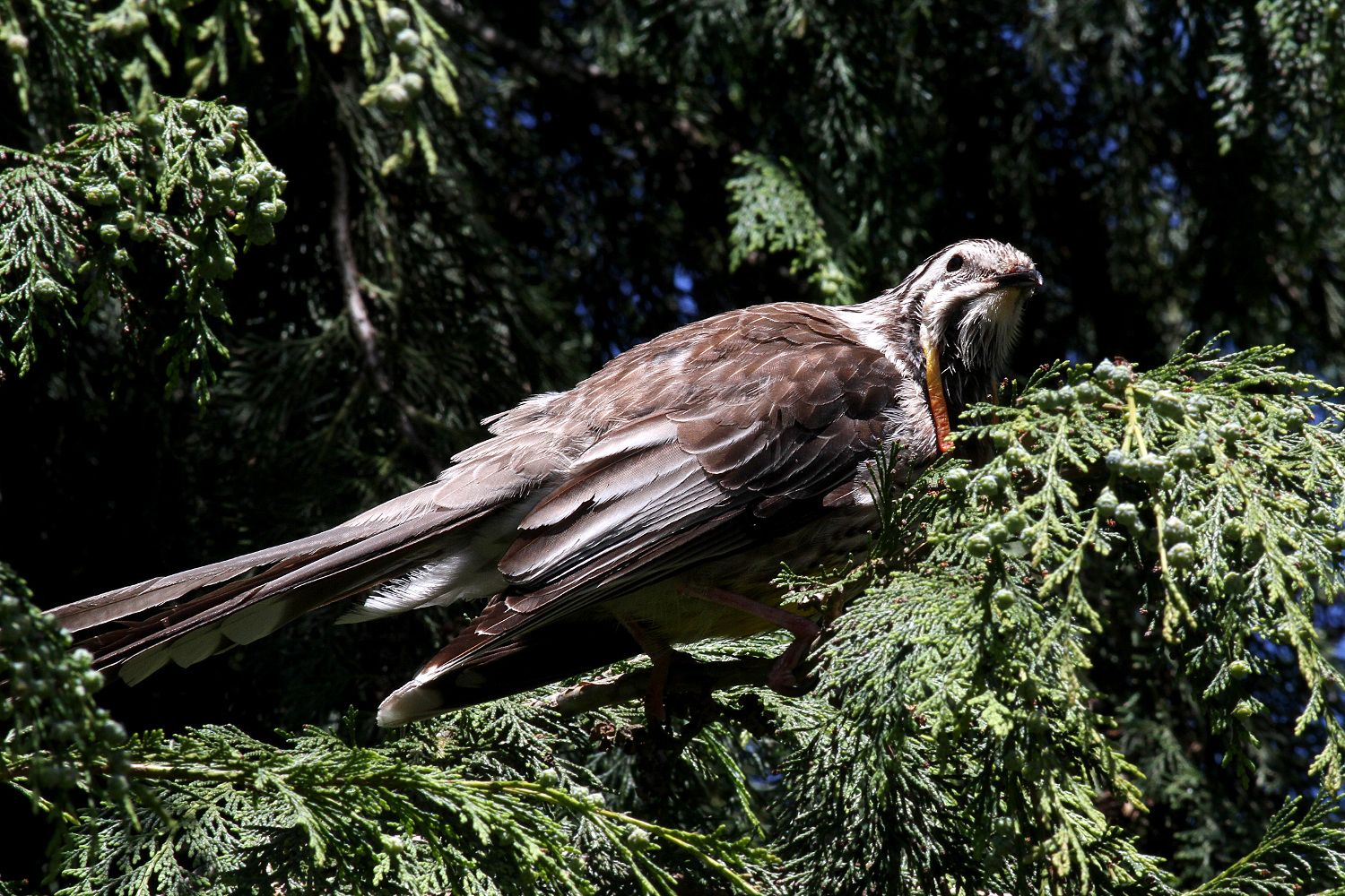 Yellow_Wattlebird-Romaine_Park.jpg