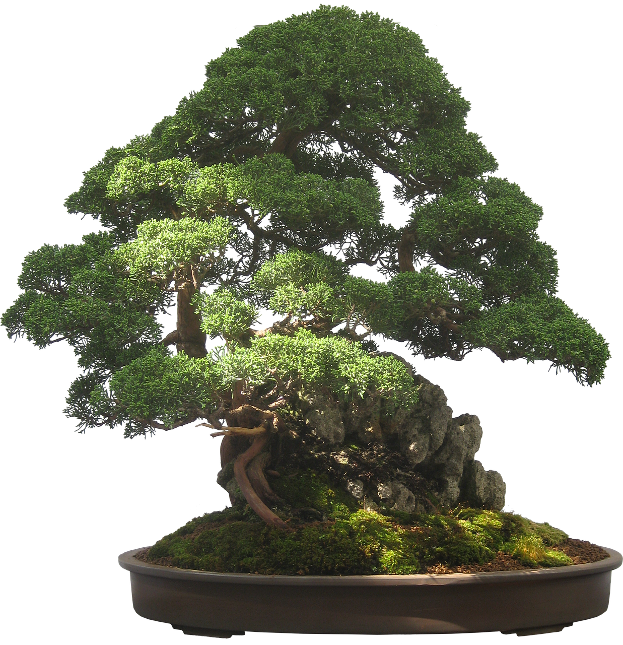 bonsai-2202769_1280.png