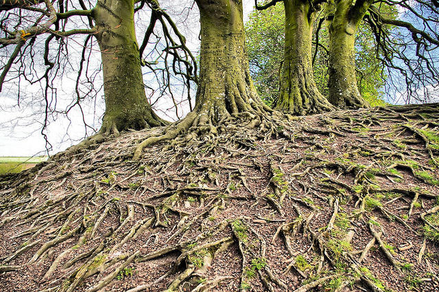 Tree_Roots_attrib_Gordon_M._Robertson.jpg