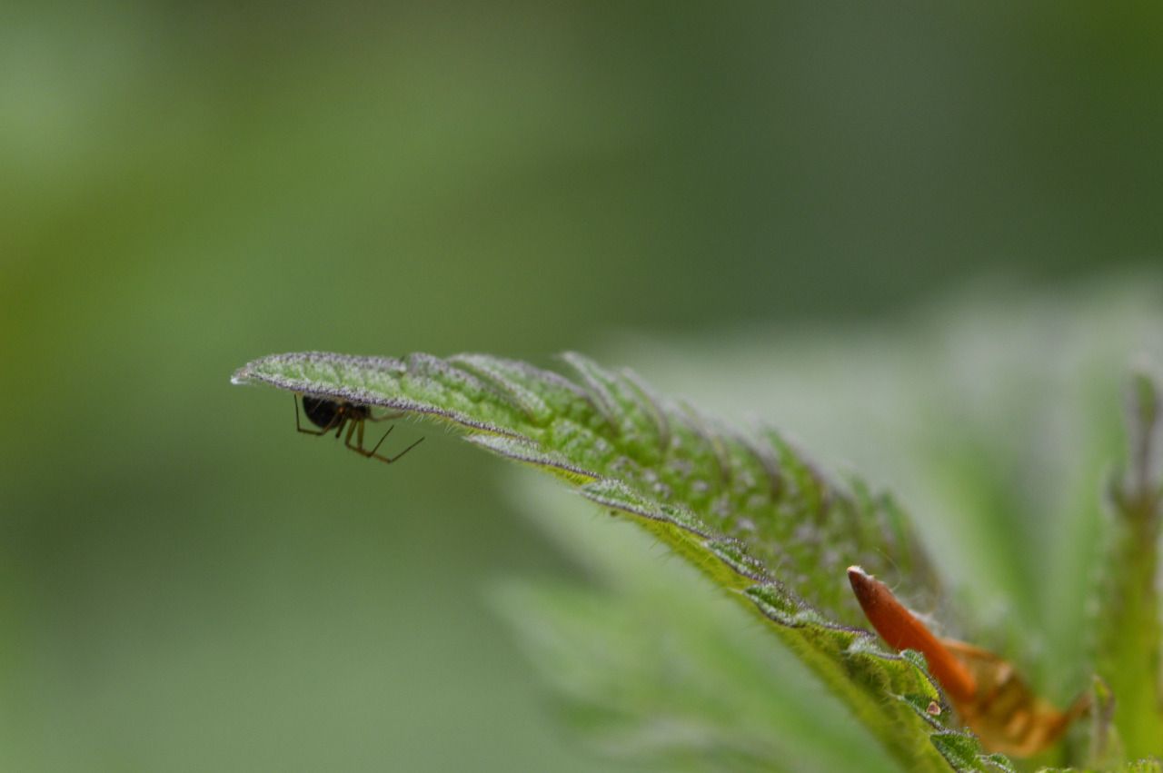 118128854201 - amongst the nettles one spider hides in the shade_1.jpg