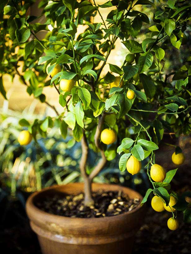 lemon-tree-in-pot.jpg