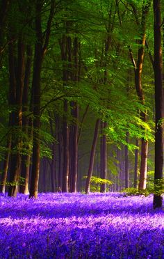 BLUEBELL-8.jpg