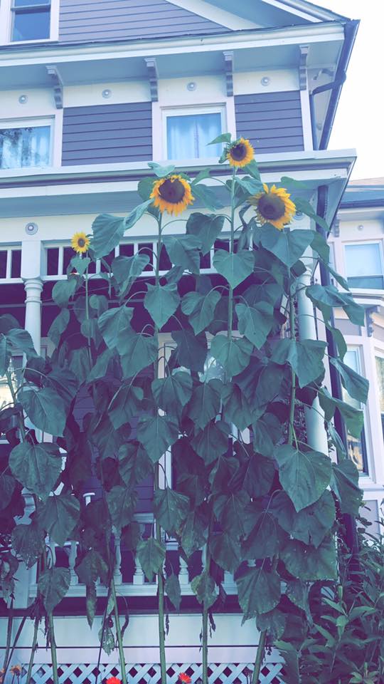 sunflowers.jpg