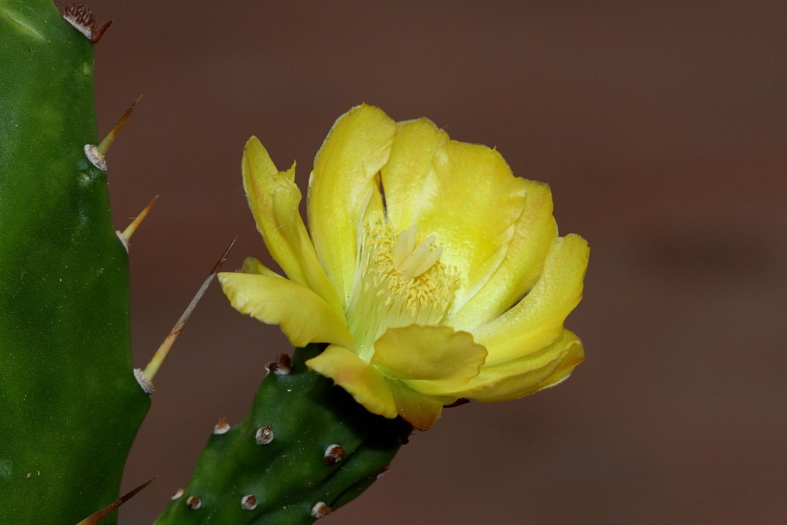 Plant 185 Opuntia sp Type B 2018-04-10.jpg