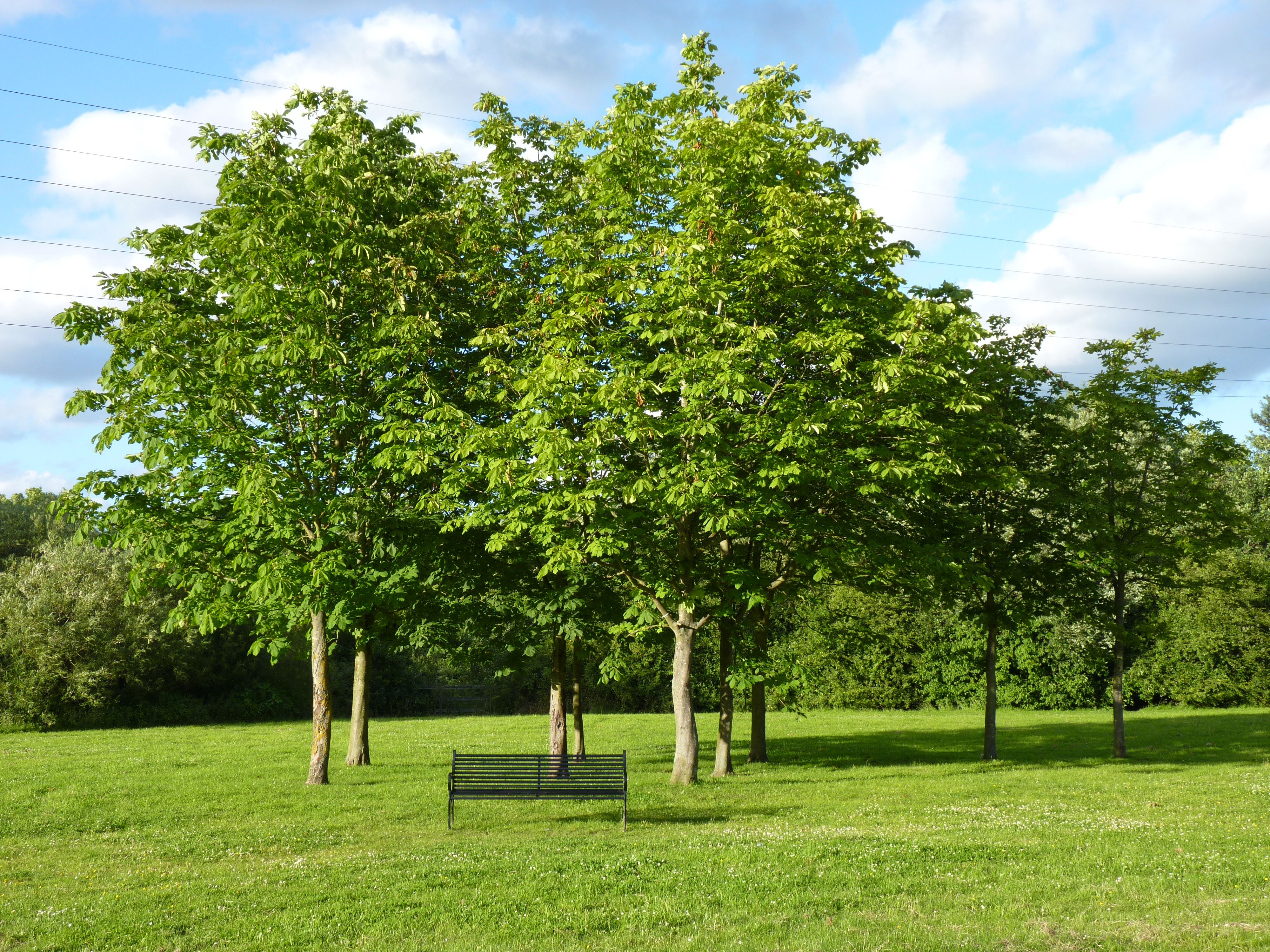 Winnersh_Meadows_Trees.jpg