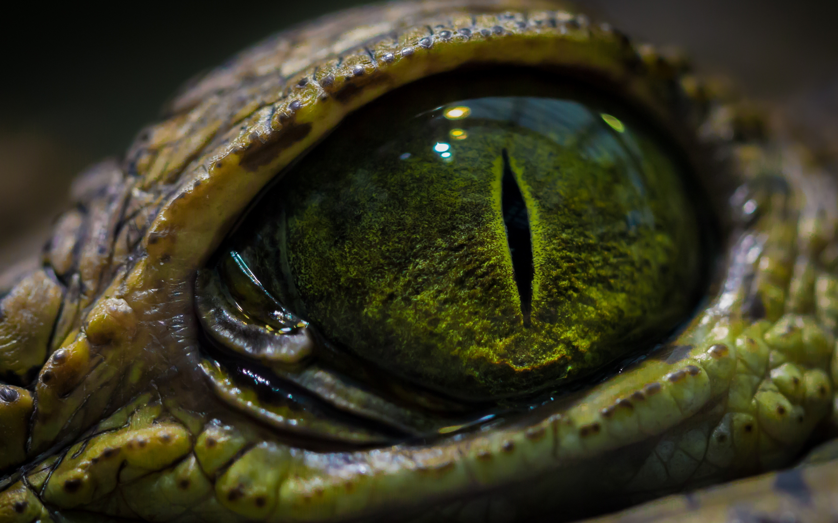 reptile-eye.jpg