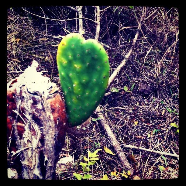 cactus heart.jpg