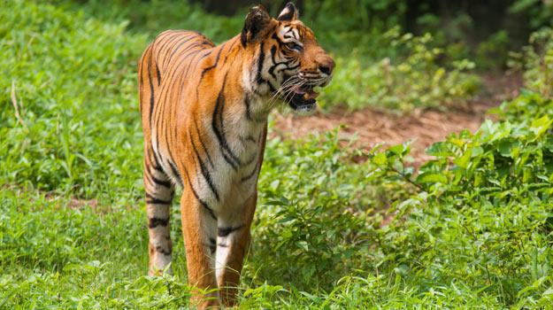 Sundarbans-Main.jpg