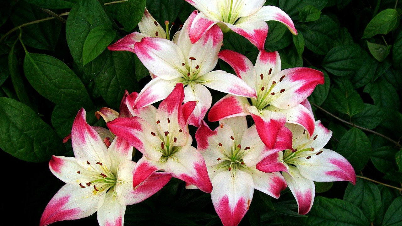 very beautiful flowers