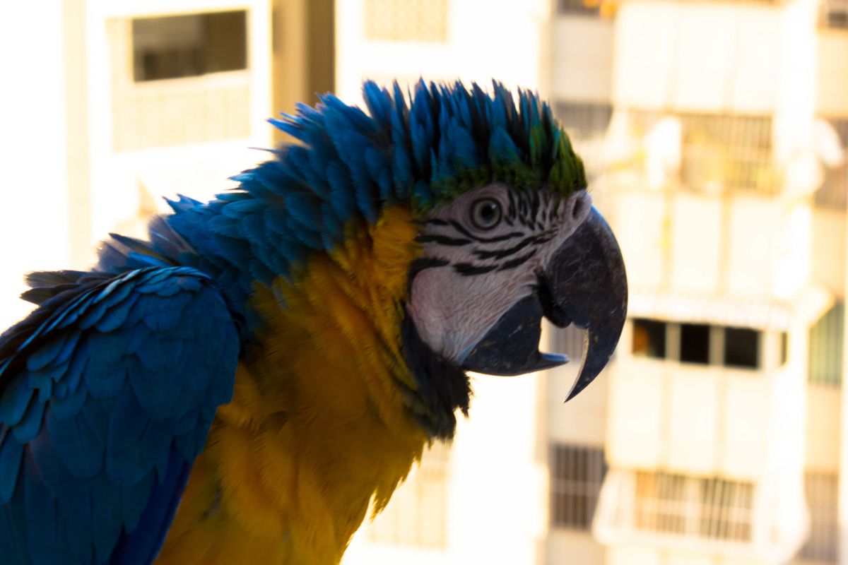 Macaw6
