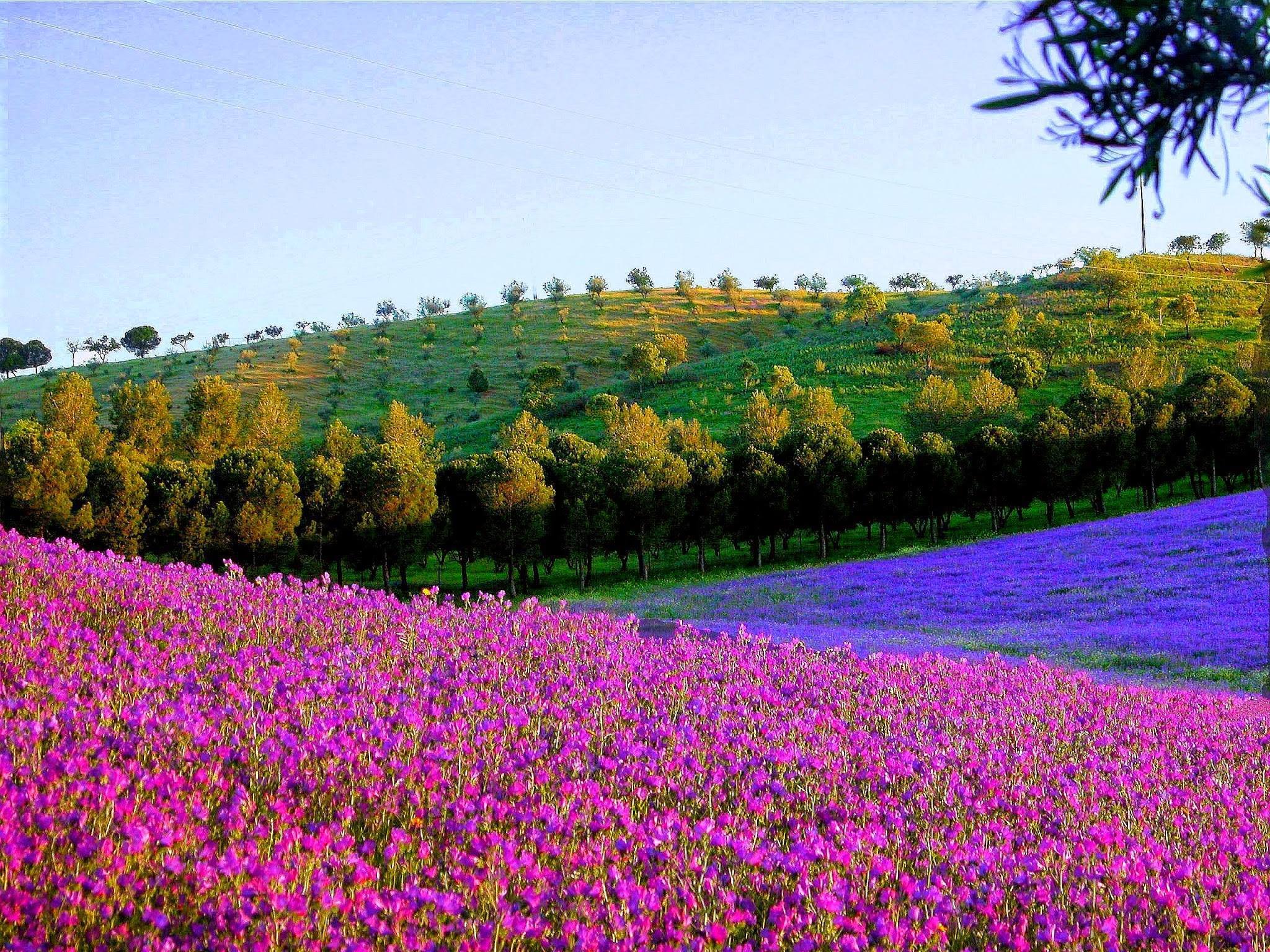 Acompanhantes Portugal