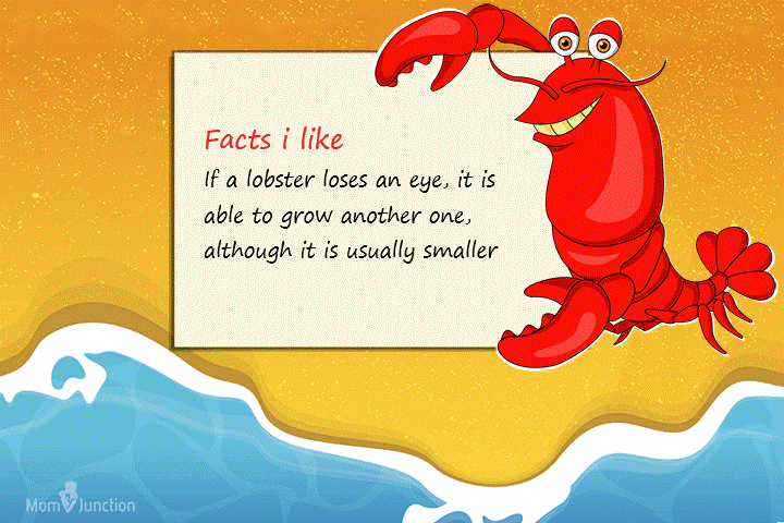 Lobster-Information-For-Kids.gif