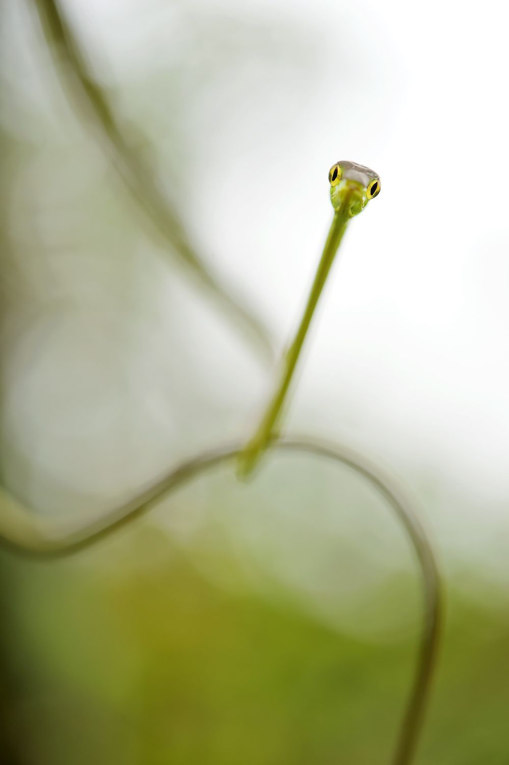 CostaRicaBerroneau-034.jpg