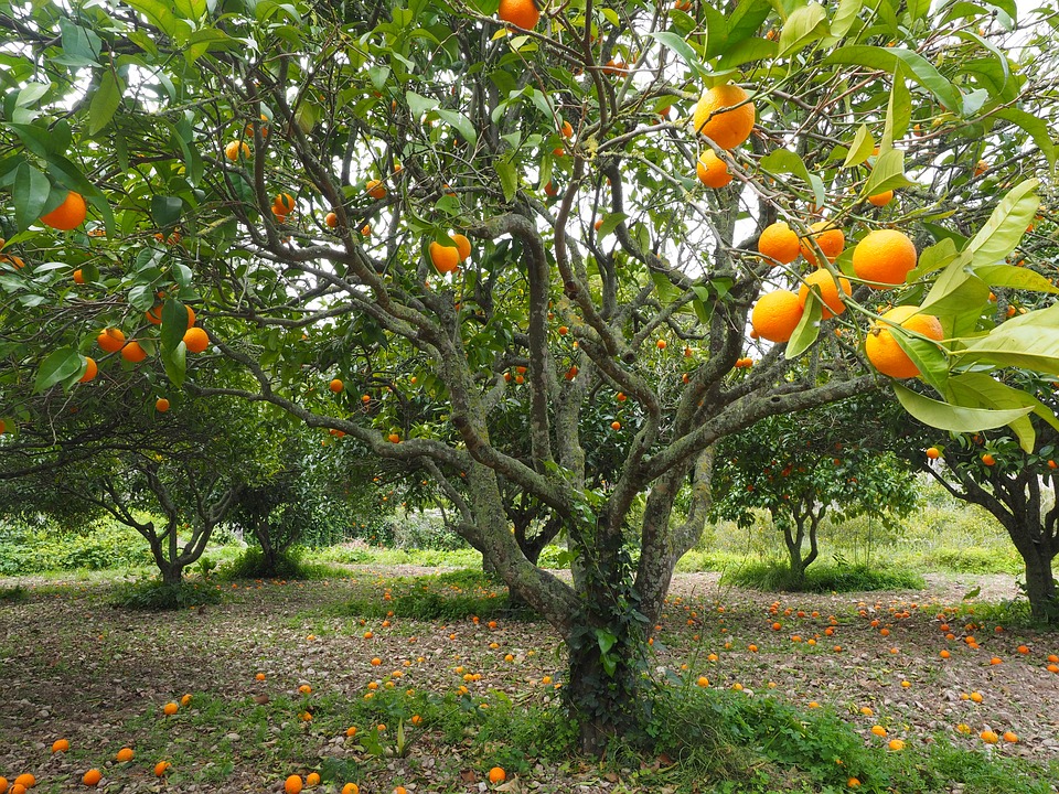 orange-tree-1117423_960_720.jpg