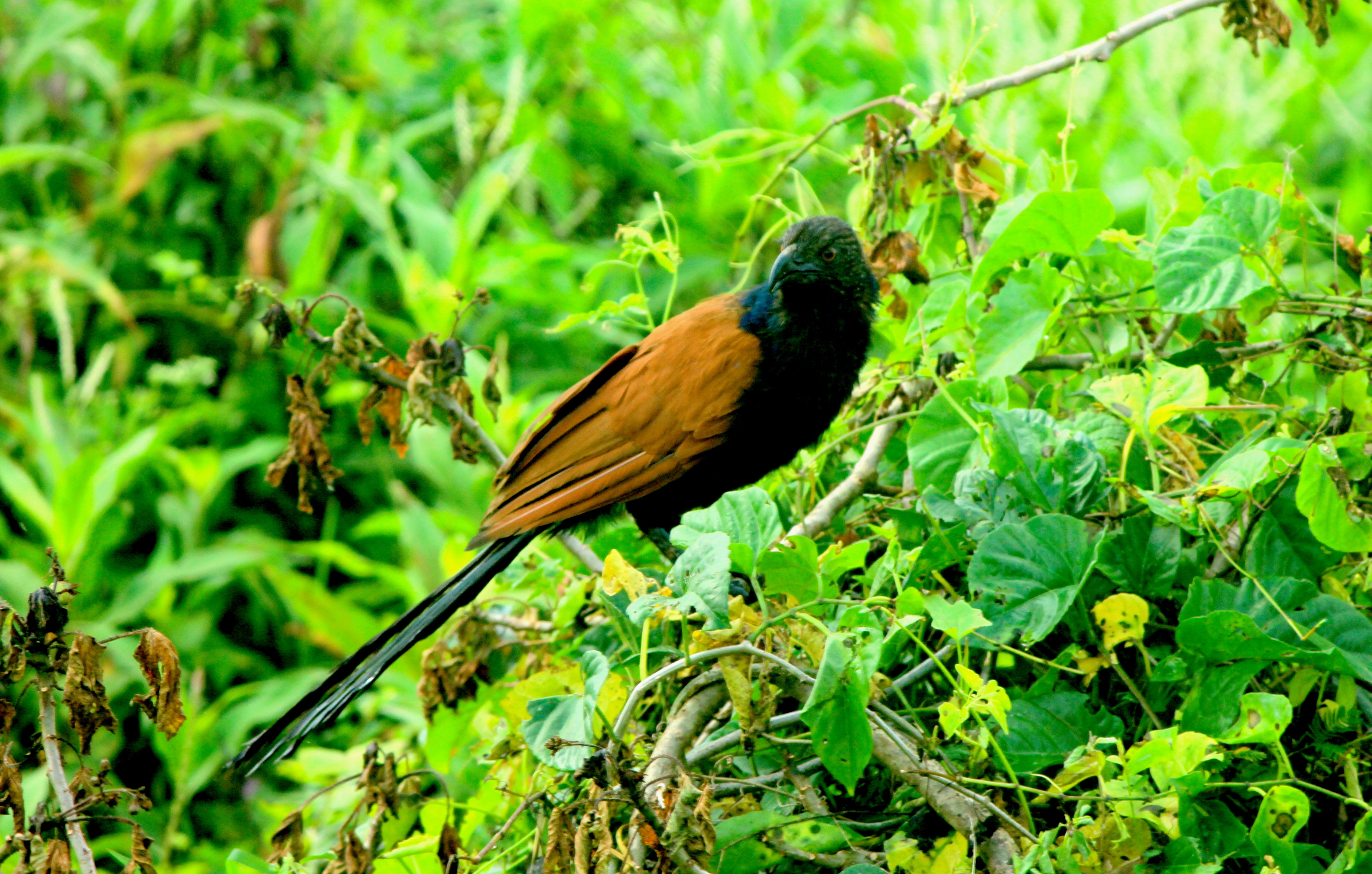 Animalphotography Bird Butbut Burung Got Got Steemit