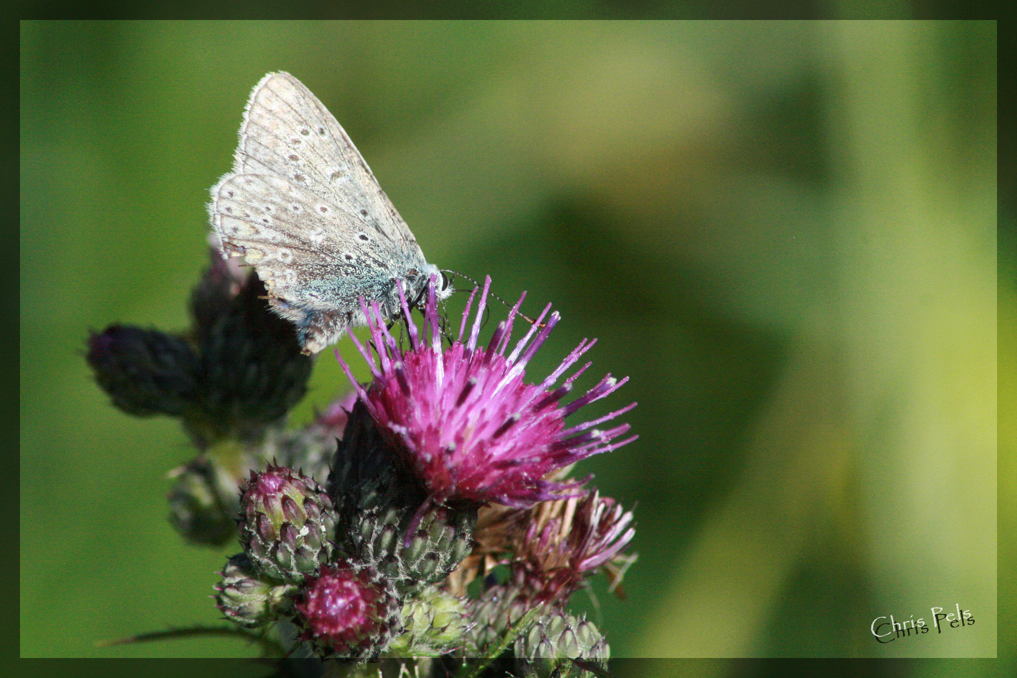 Common Blue-signed.jpg