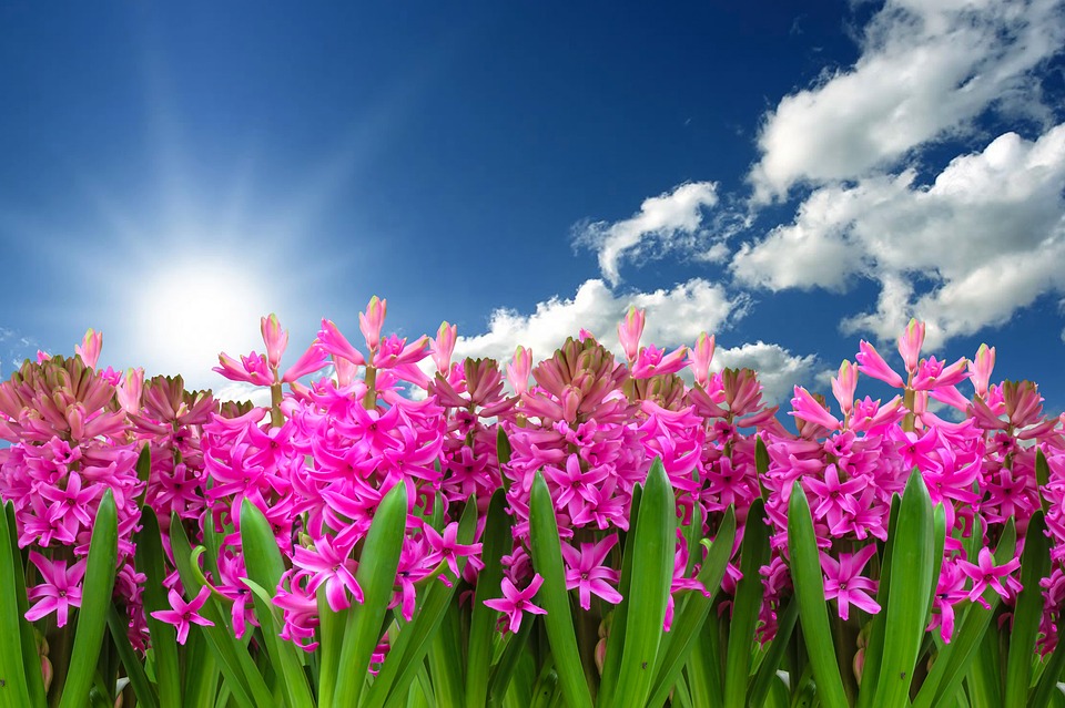 Flower Nature Plant Hyacinth Spring Spring Flower.jpg