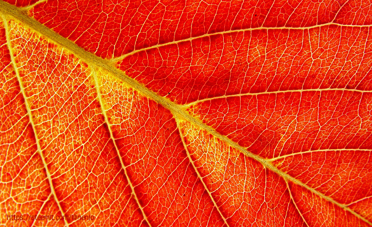 a_leaf04-1.jpg