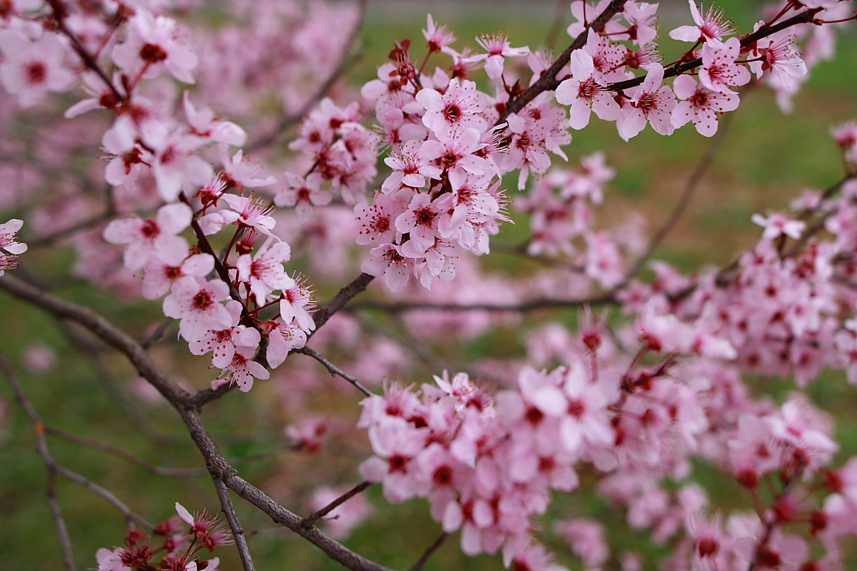 Plum-blossom (1).jpg