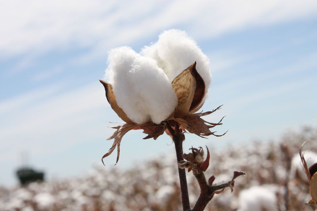 cotton.jpg