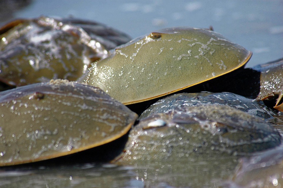 horseshoe-crabs-937036_960_720.jpg