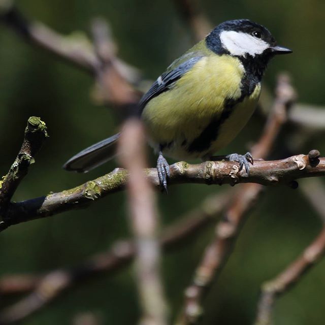 Dutch_nature12.jpg