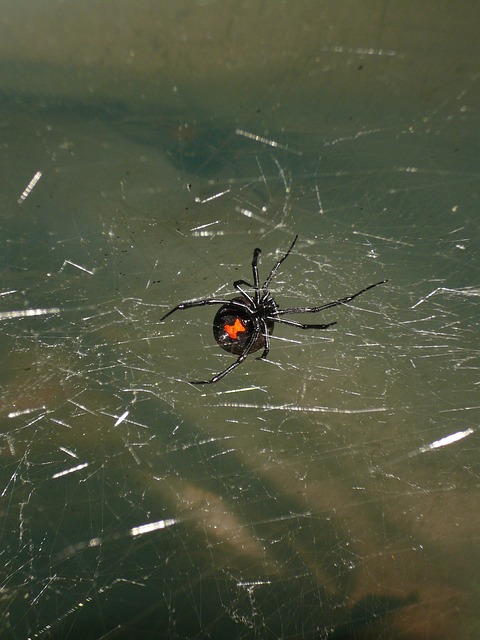 spider-2282084_640.jpg