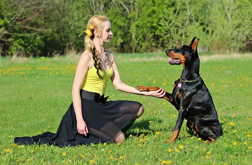 doberman-2390596_960_720.jpg