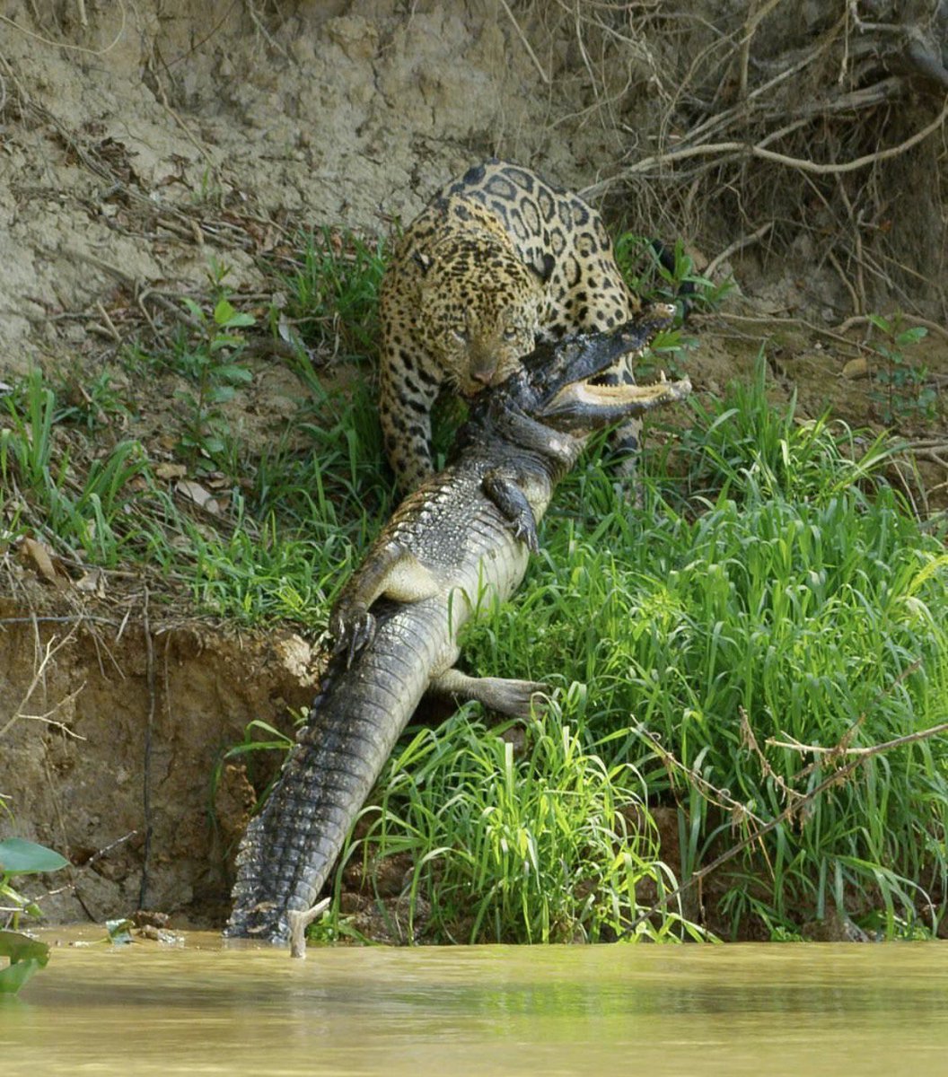 This Is Scarface A Huge Male Jaguar Who Specializes In Hunting Caiman Steemkr