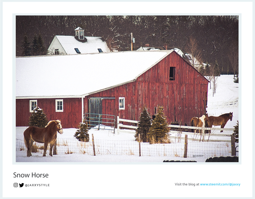 SnowHorse-Collection-5.jpg