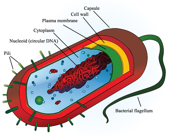 bacterium-307660_640 copy.jpg