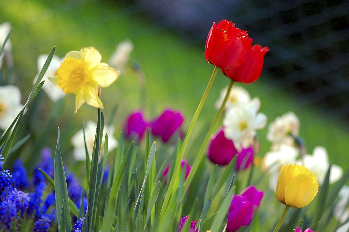 1200px-Colorful_spring_garden.jpg