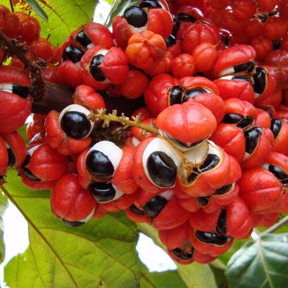 Guarana.jpg