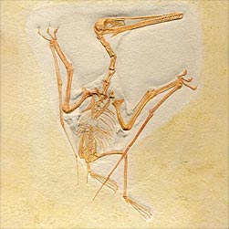 pterodactylus.jpg