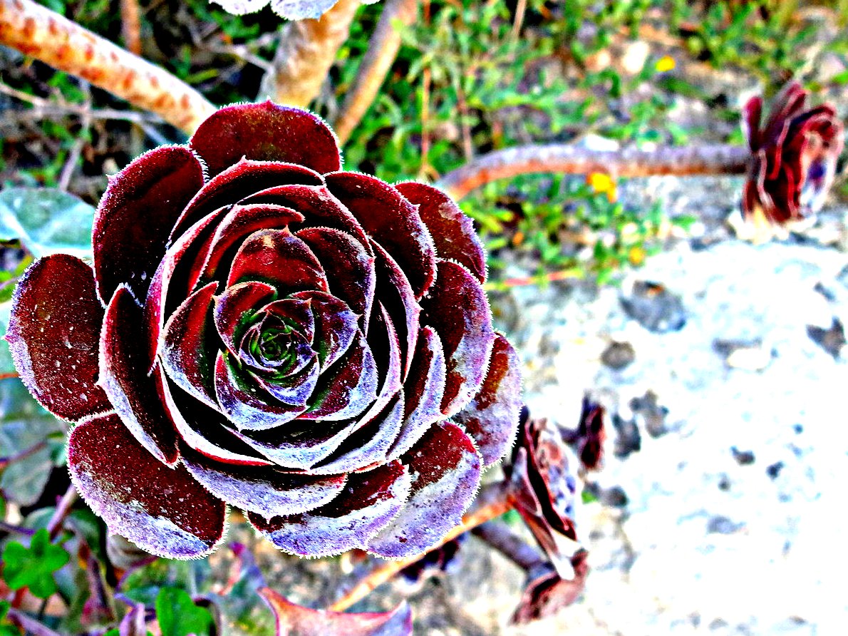 red waxy flower