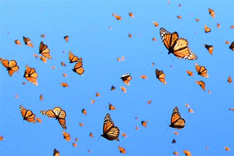 [POEM] --> Migration of the Monarch Butterfly, An Encounter [True Story ...