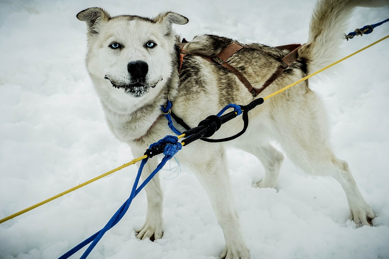 sled-dog-363741_1280.jpg