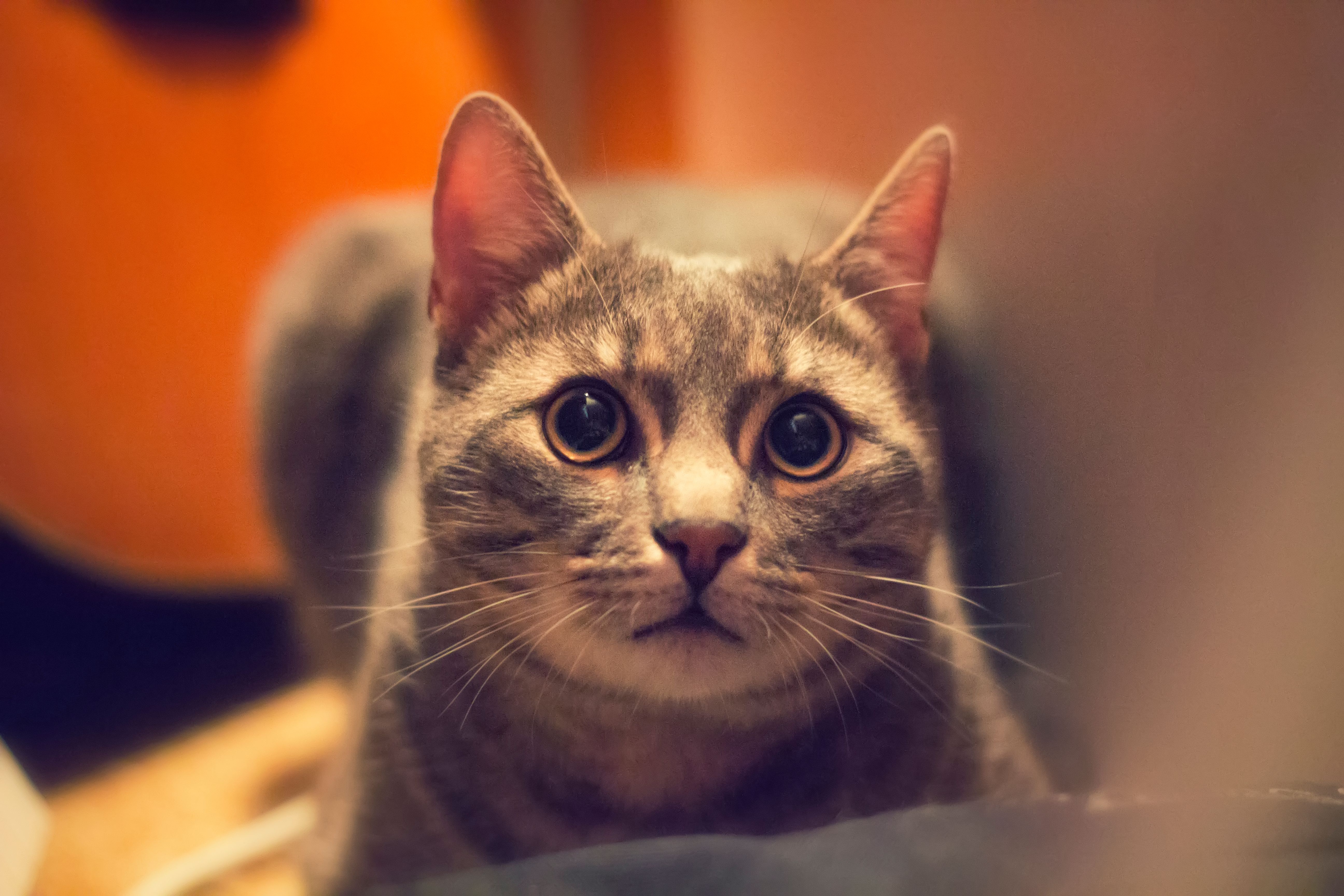 Macka (2).jpg